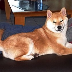 Oshio No Tamakocho Go Narmenak